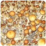 Псилоцибиновые (галлюциногенные)  грибы Psilocybin "Golden Teacher" в Почепе