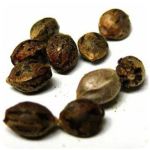 Семена марихуаны АК-47  (Seeds AK-47) в Почепе